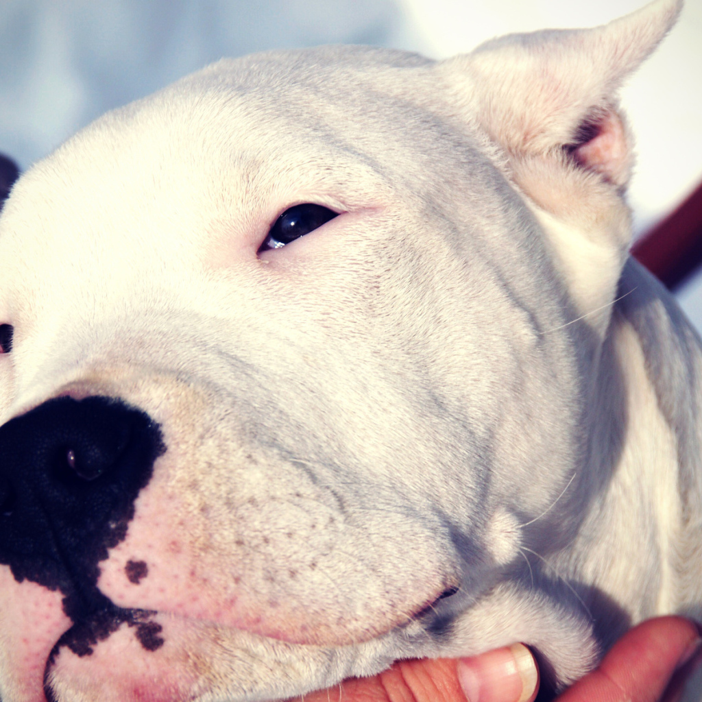 Сонный аргентинский дог