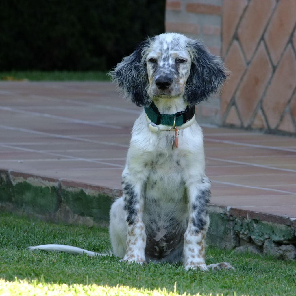 Сонный английский сеттер