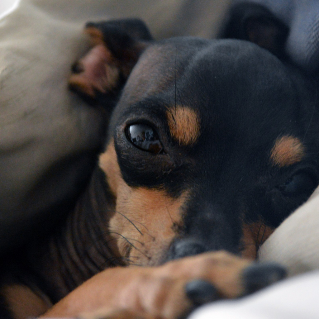 Сонный Карликовый пинчер в постели