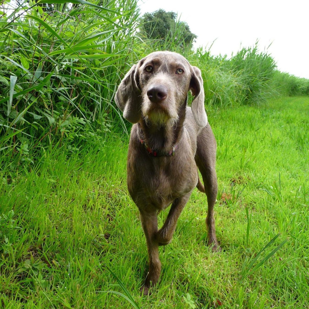Словацкий Пойнтер в поле