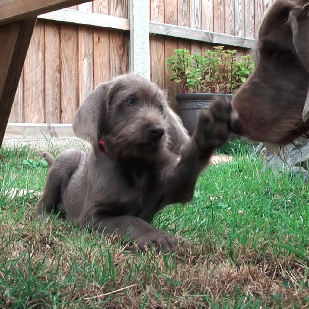 Словацкий Пойнтер играет с матерью