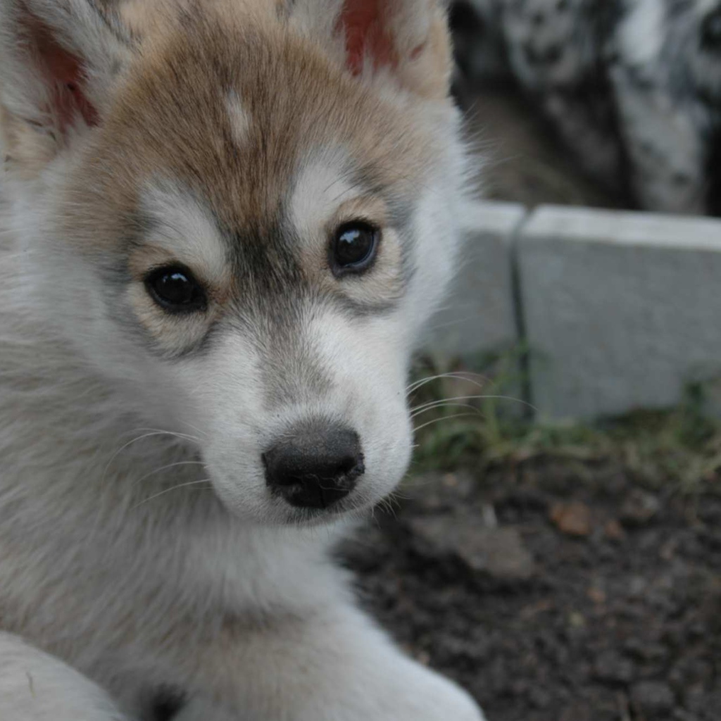 Маленький аляскинский маламут смотрит на фотографа