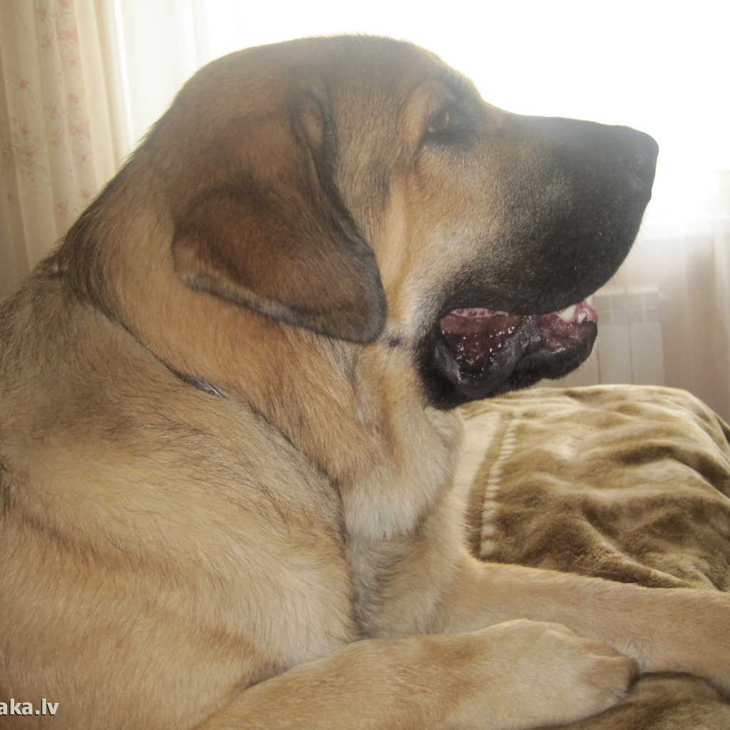 Испанский мастиф на диване