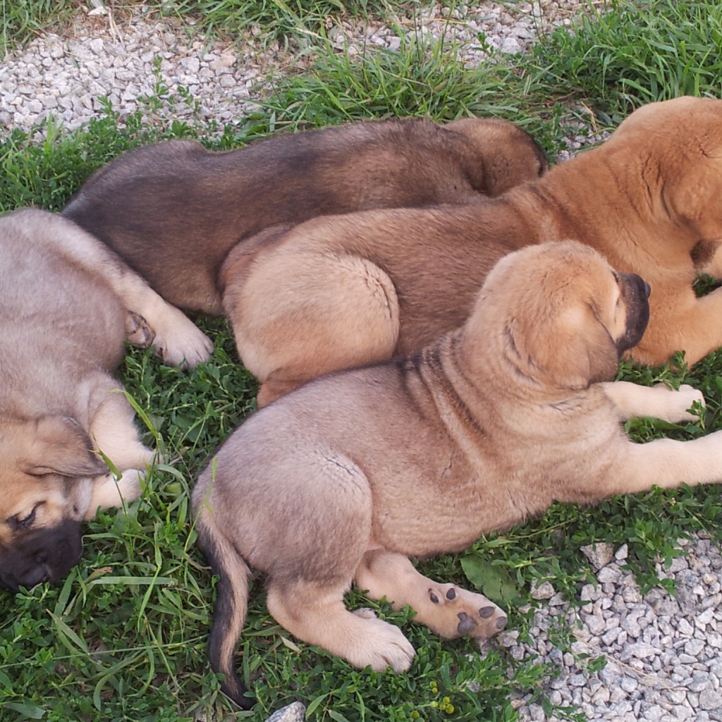 Щенки испанского мастифа на траве