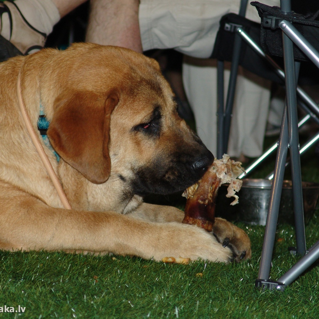 Испанский мастиф под столом
