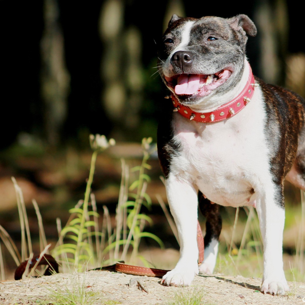 Стаффордширский бультерьер терьер в красном ошейнике