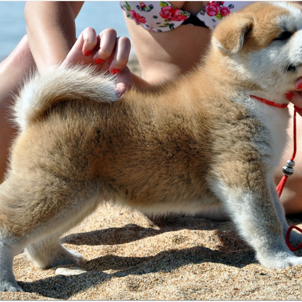 Стойка щенка акита-ину