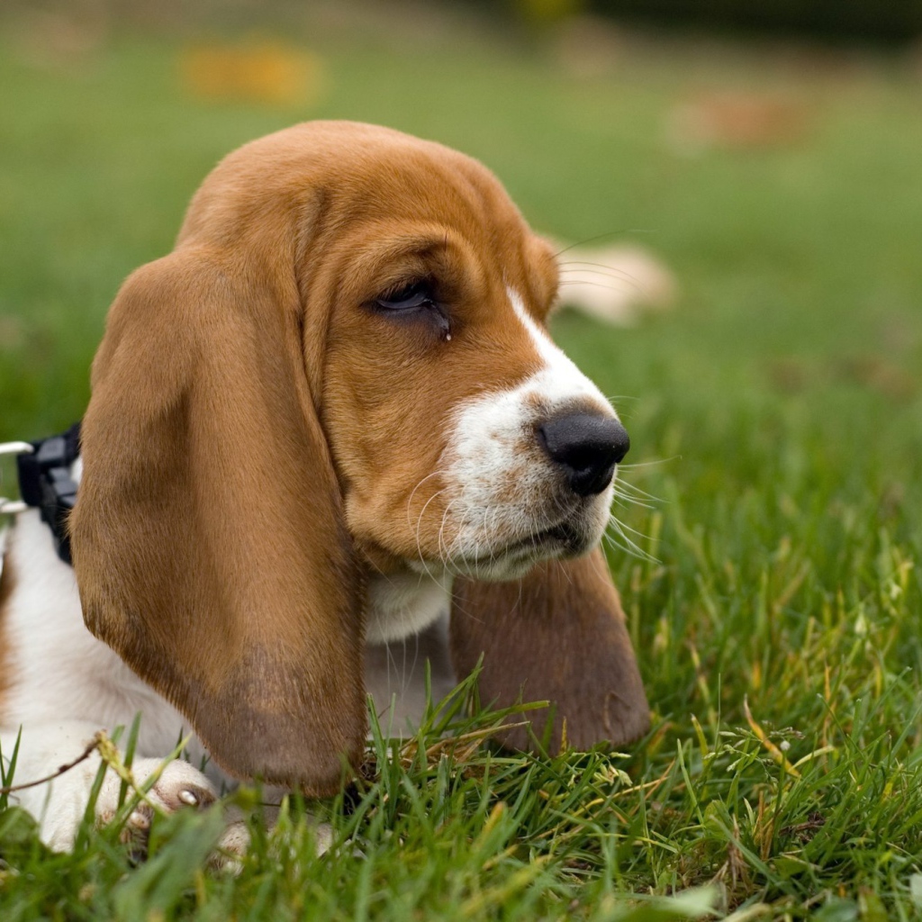 Угрюмый бассет-хаунд в траве