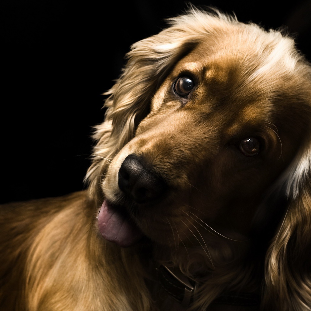 Удивлённый английский кокер-спаниель