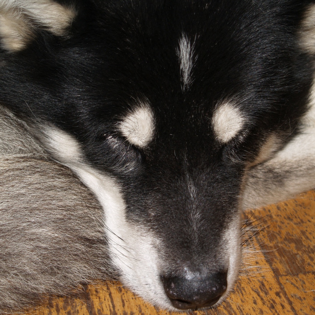 Аляскинский маламут спит