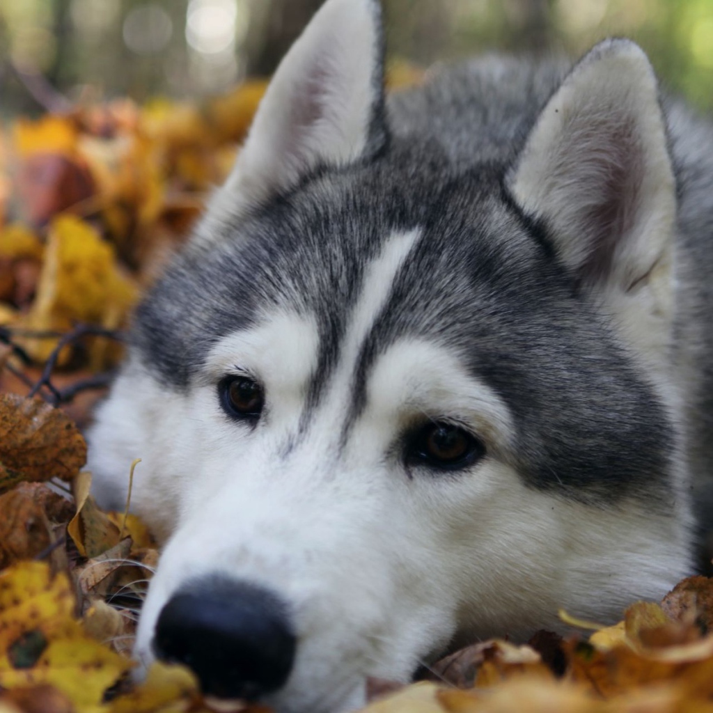 The Alaskan Malamute lying on autumn leaves