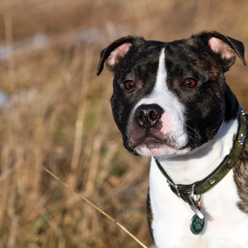 Красивый Стаффордширский бультерьер