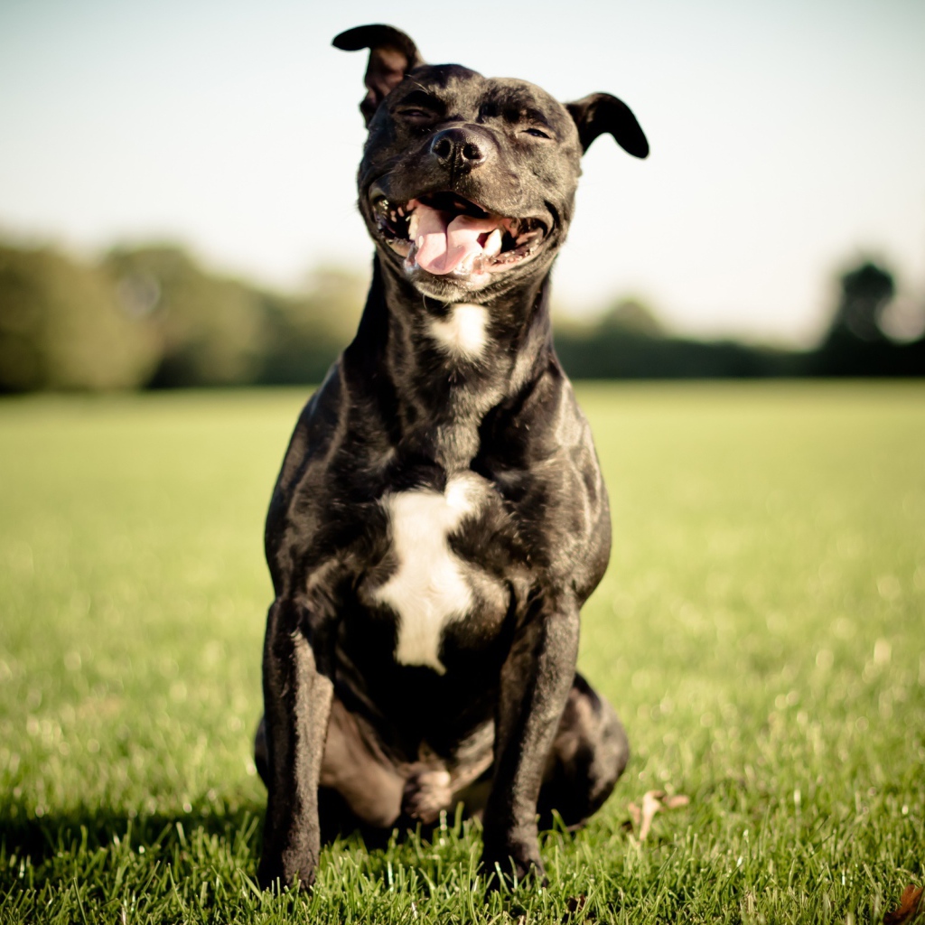 The Beautiful Staffordshire Bull Terrier is smiling