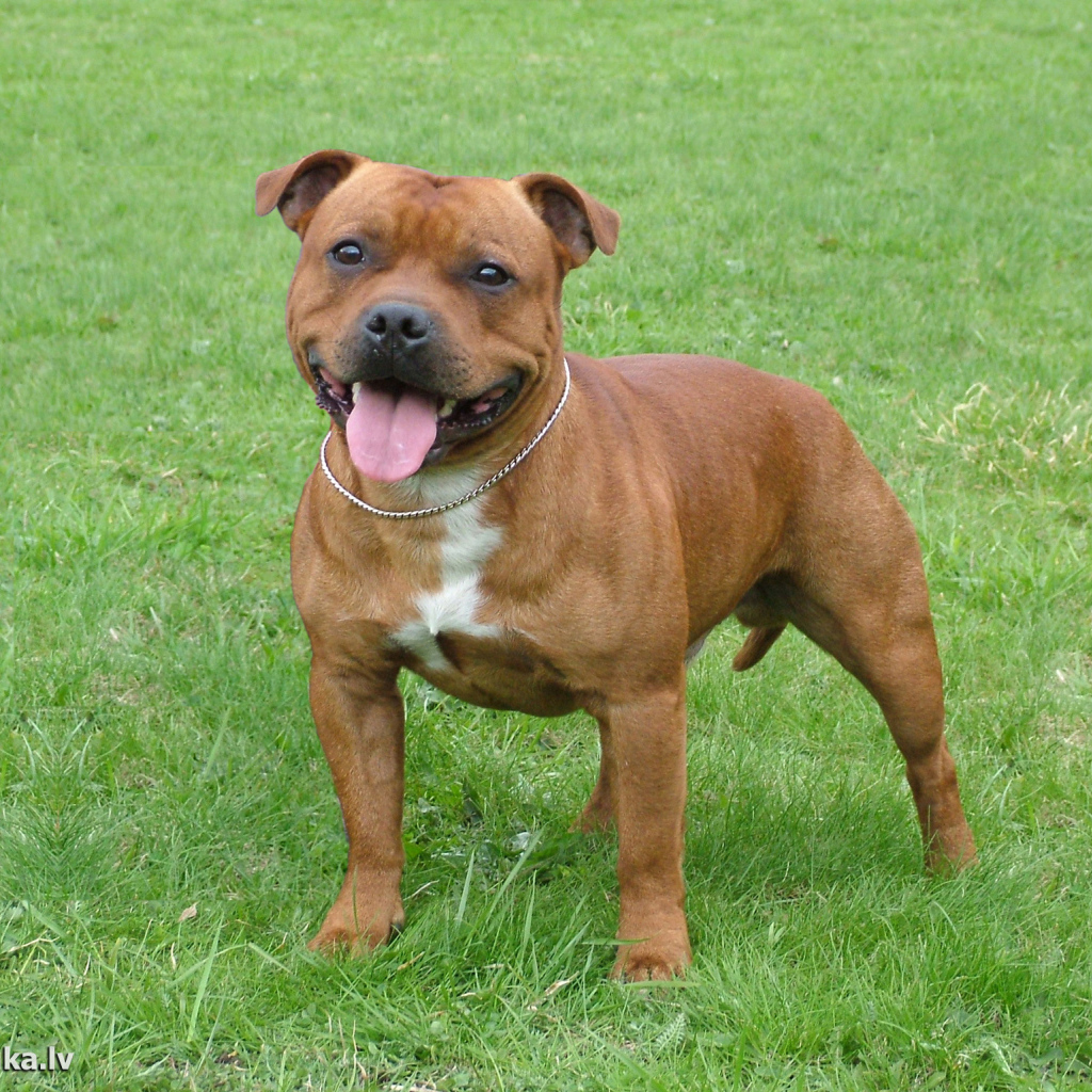 Коричневый Стаффордширский бультерьер на траве