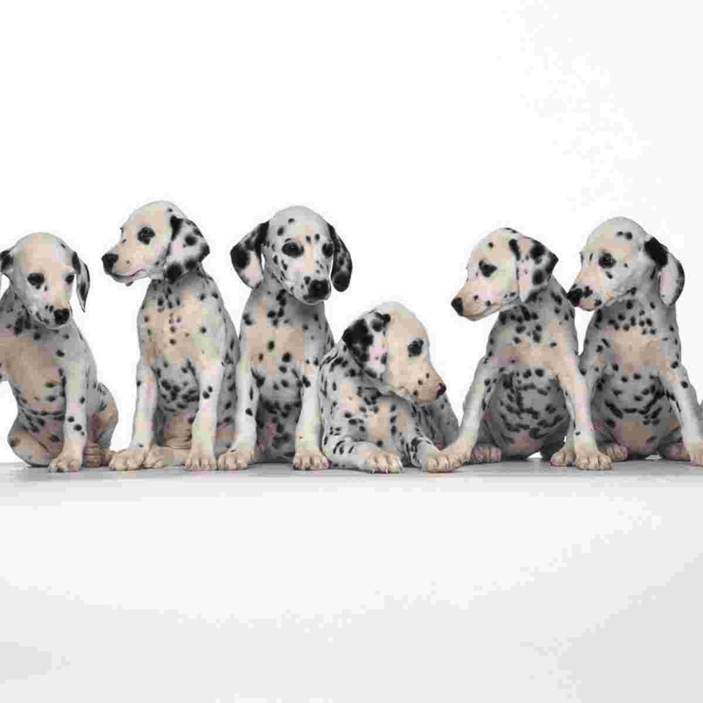 Щенки далматина