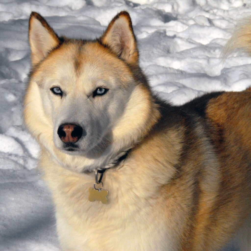 Золотой Сибирский хаски