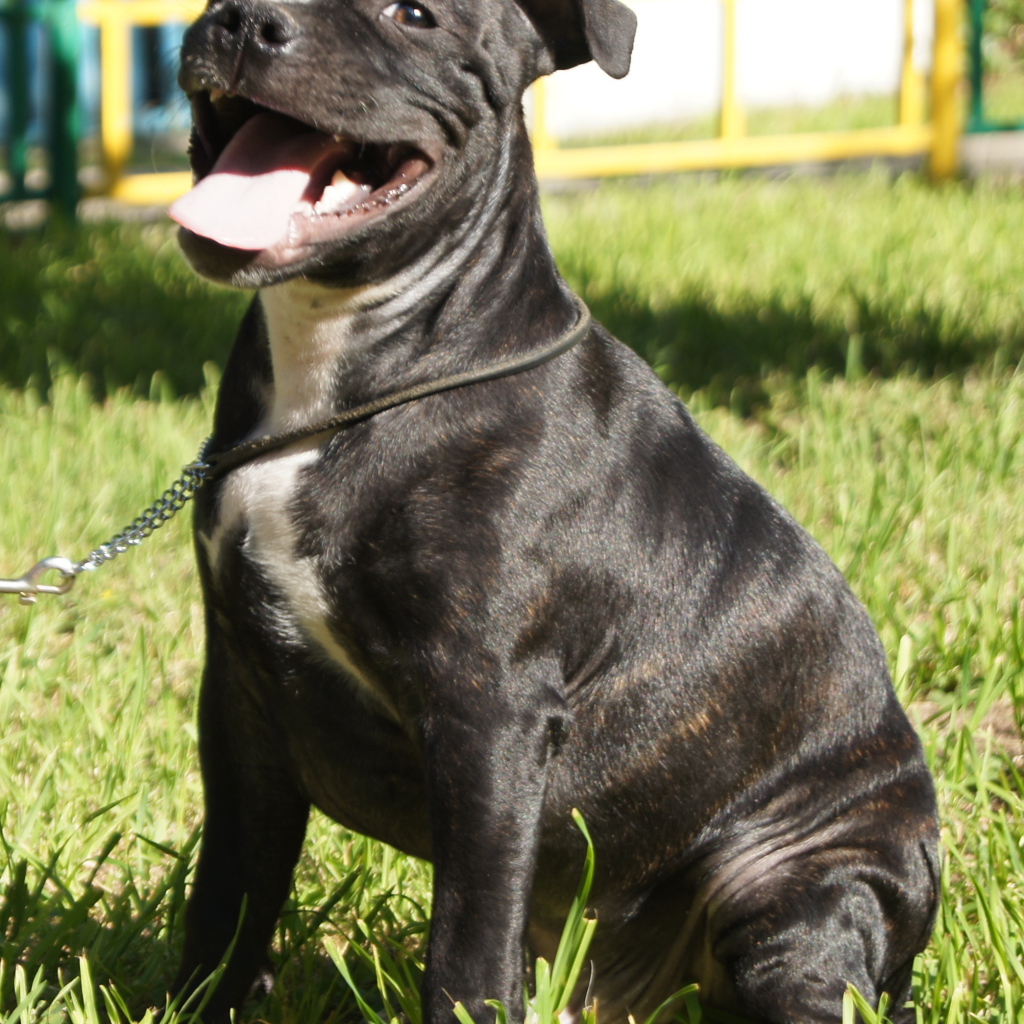 The Happy Staffordshire Bull Terrier