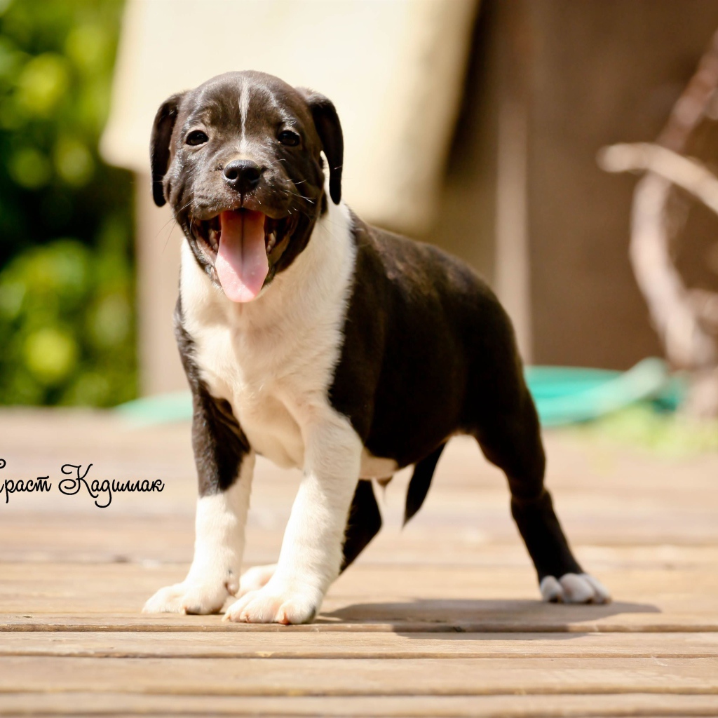 Щенок Стаффордширский бультерьер