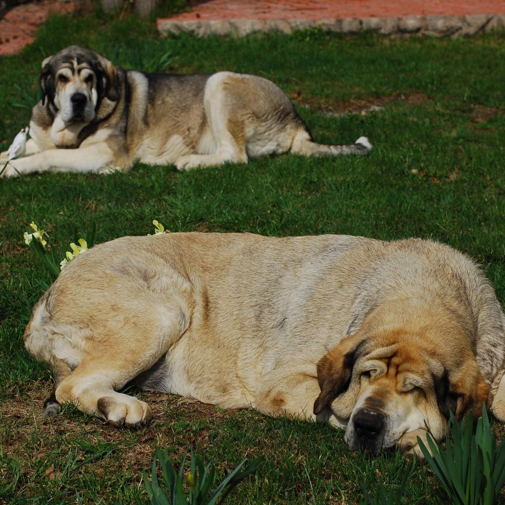 Испанский мастиф спит на траве