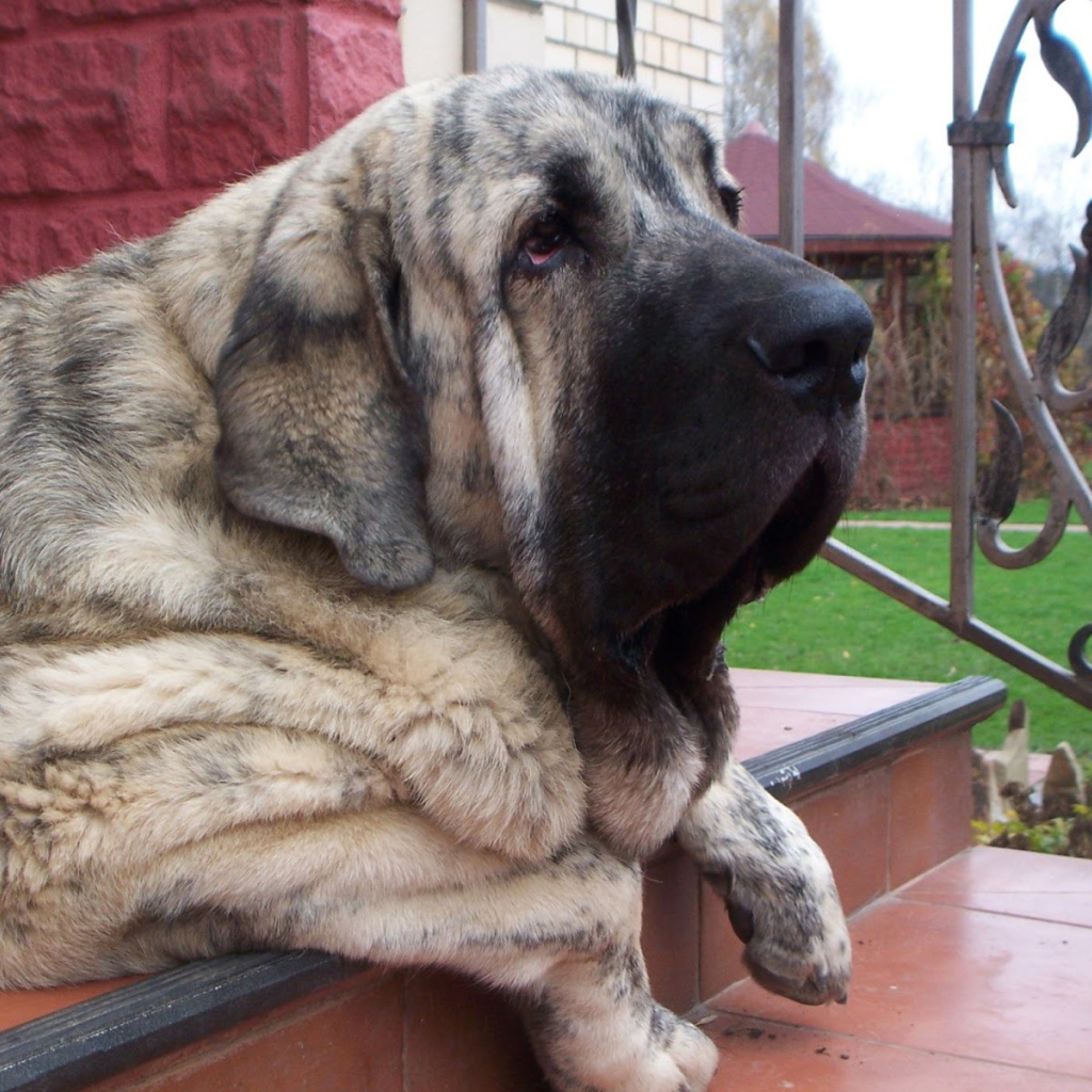 Испанский мастиф лежащий на лестнице