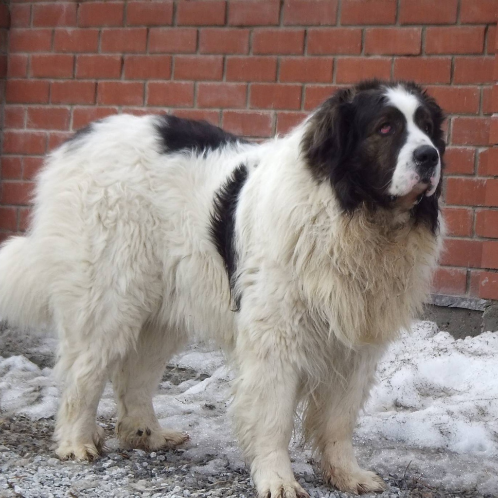 Испанский мастиф у кирпичной стены