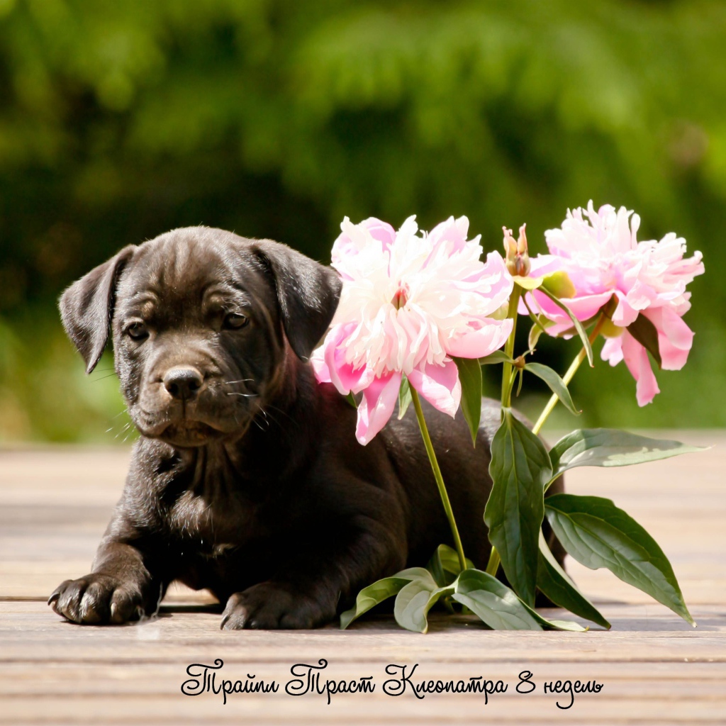 Стаффордширский бультерьер с цветами