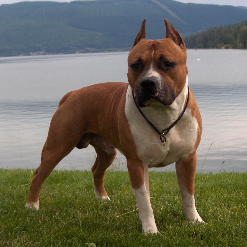 The Staffordshire Bull Terrier at the lake