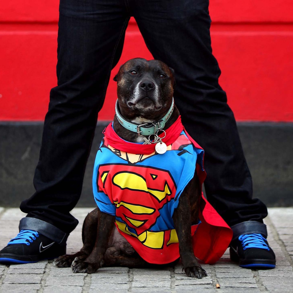 Супермен Стаффордширский бультерьер