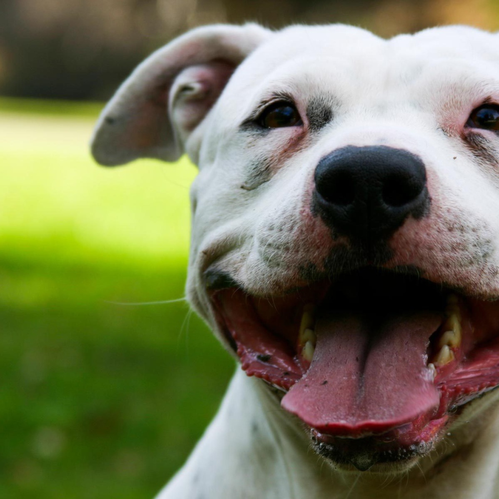 Белый Стаффордширский бультерьер