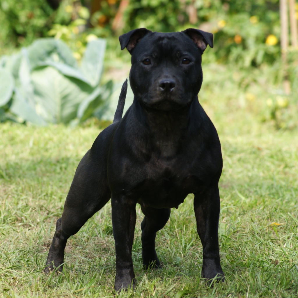 Агрессивный Стаффордширский бультерьер