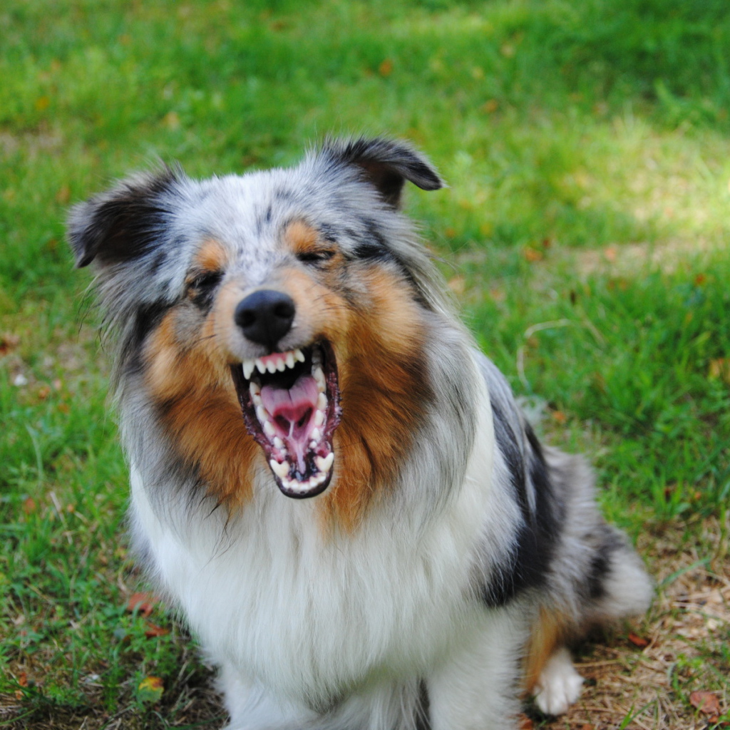 Злая собака породы шелти