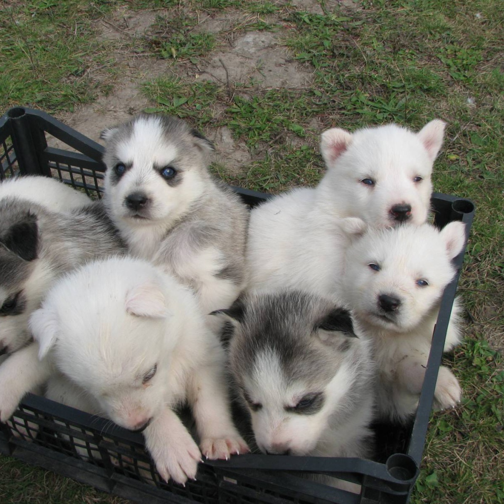 Корзина полная сибирских хаски