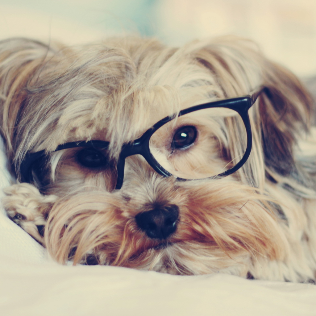 Собака смотрит через очки