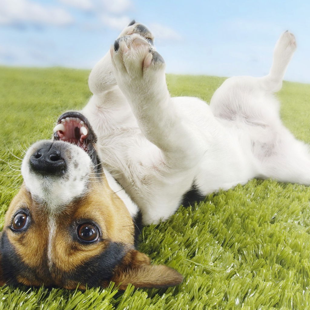 Собака валяется на траве