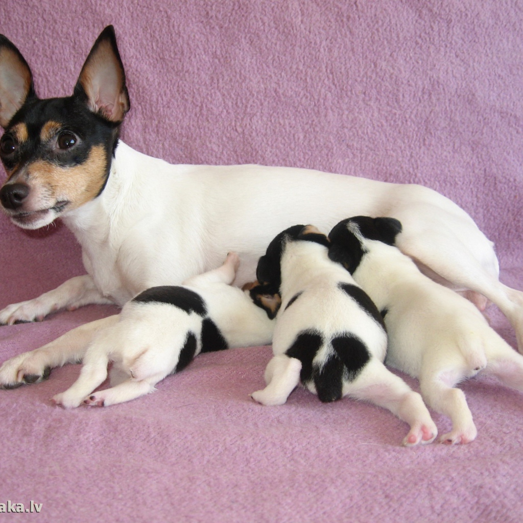 семья Фокстерьер