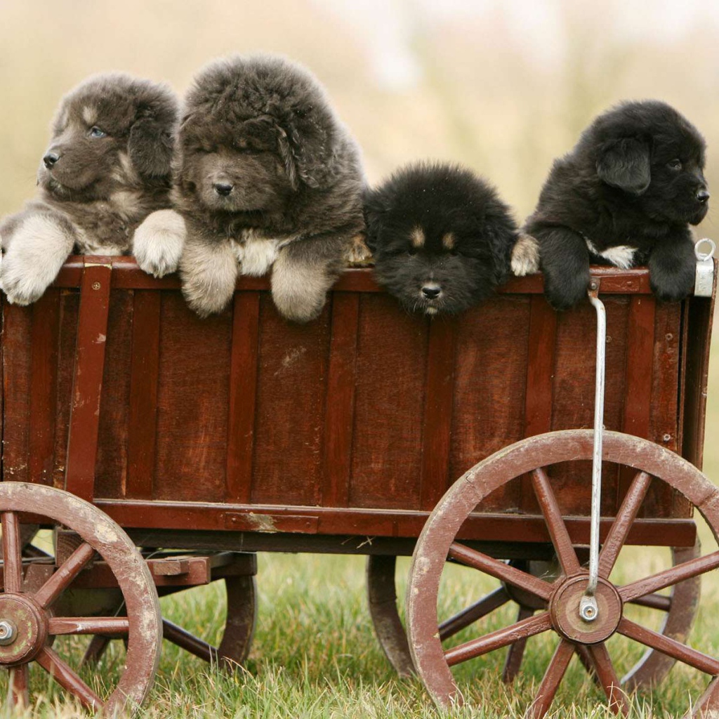 Полный вагон щенков тибетского мастифа