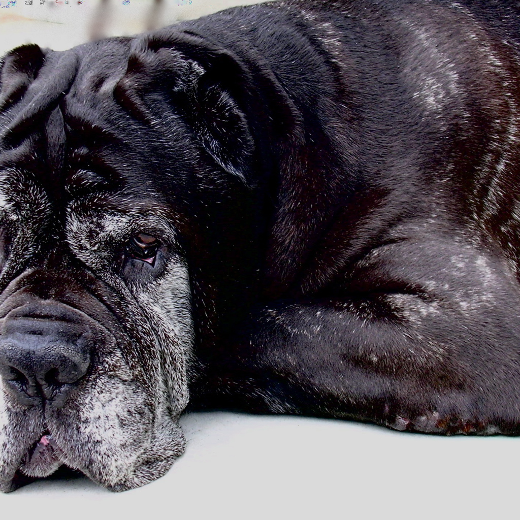 Старый черный Испанский мастиф