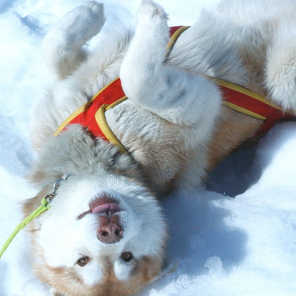 Щенок Сибирский хаски играть в снегу