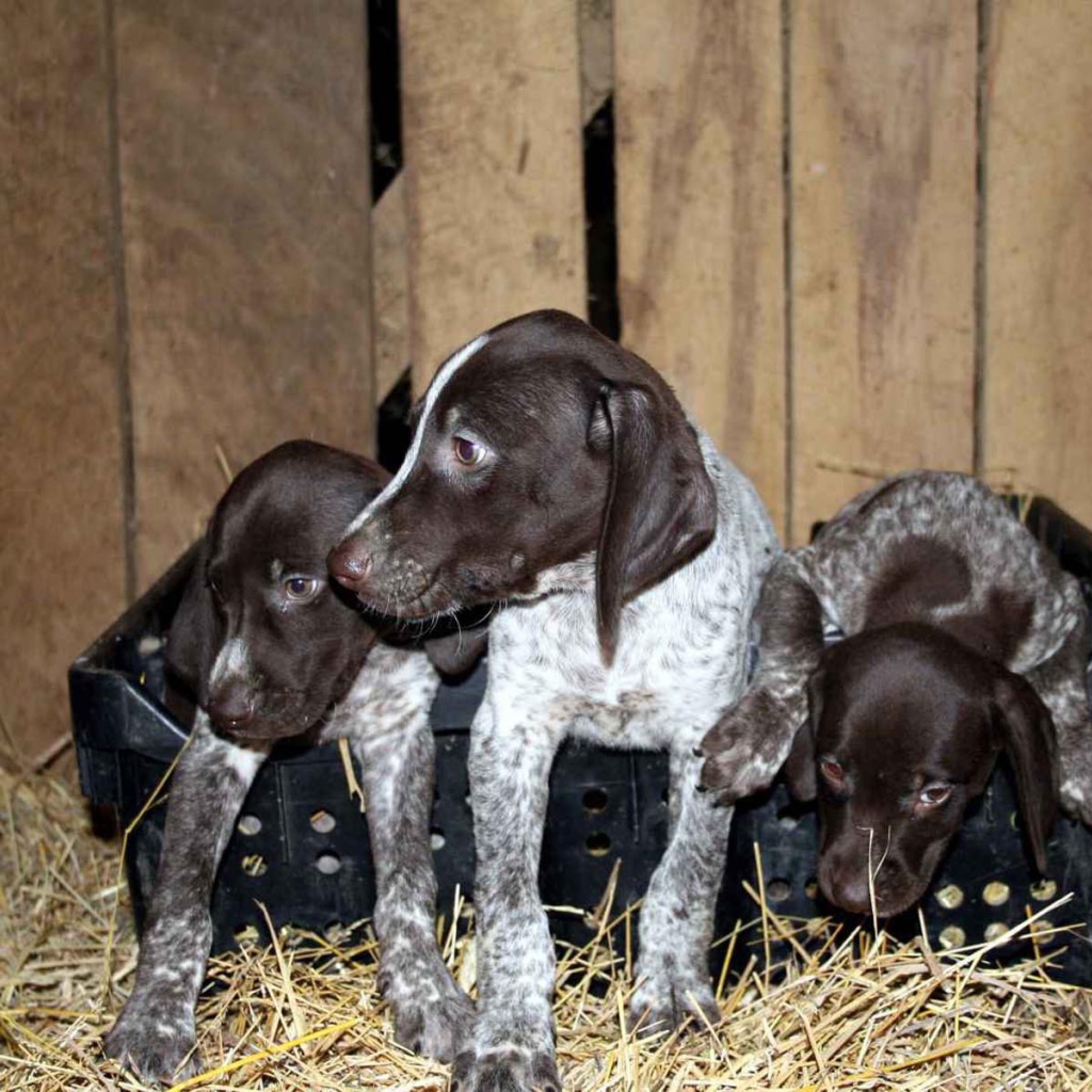 Три немецких щенка Пойнтер