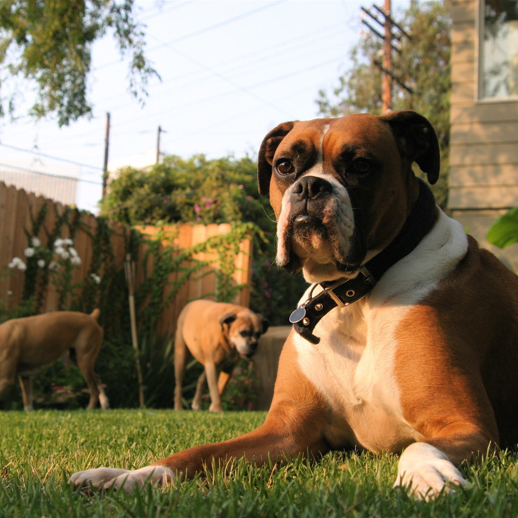 Три боксёра во дворе дома