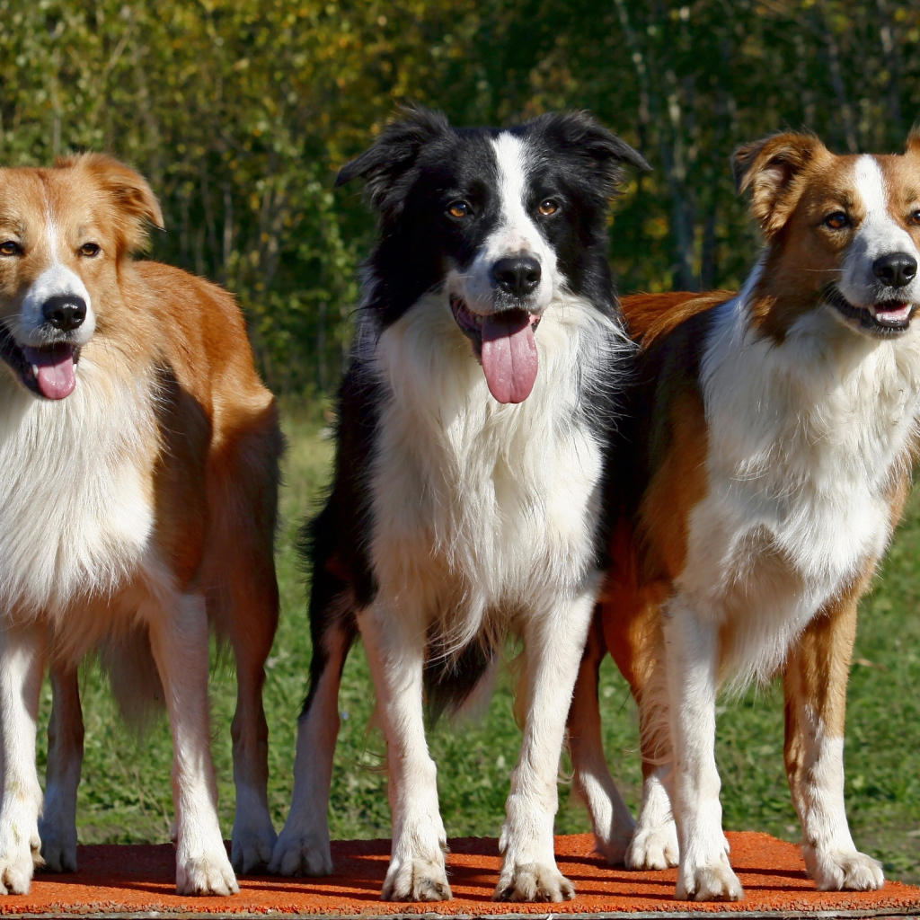 Три собаки бордер-колли
