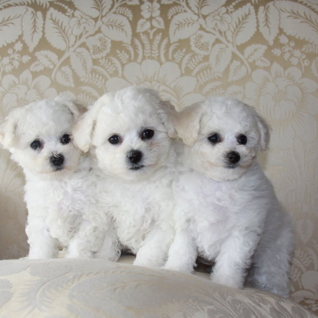 Три щенка породы бишон-фриз на диване