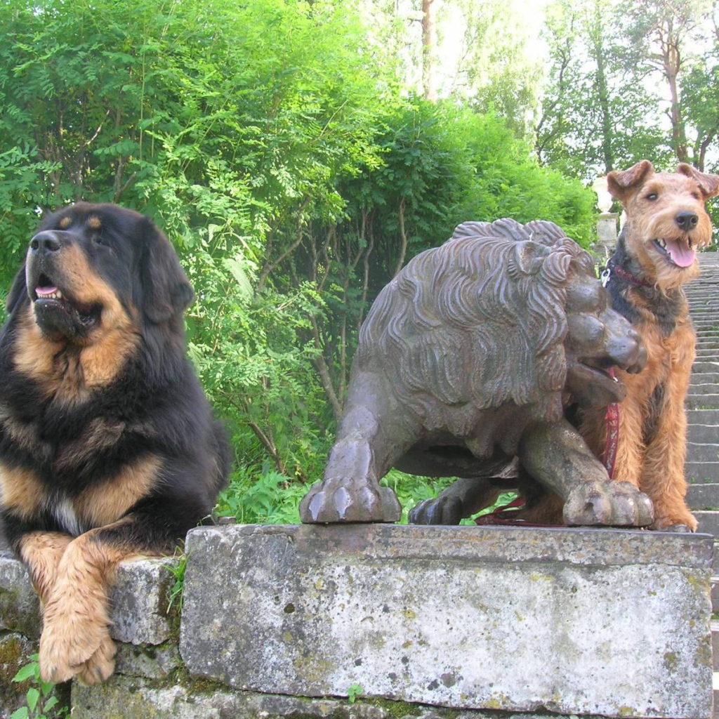 Тибетский мастиф и статуя