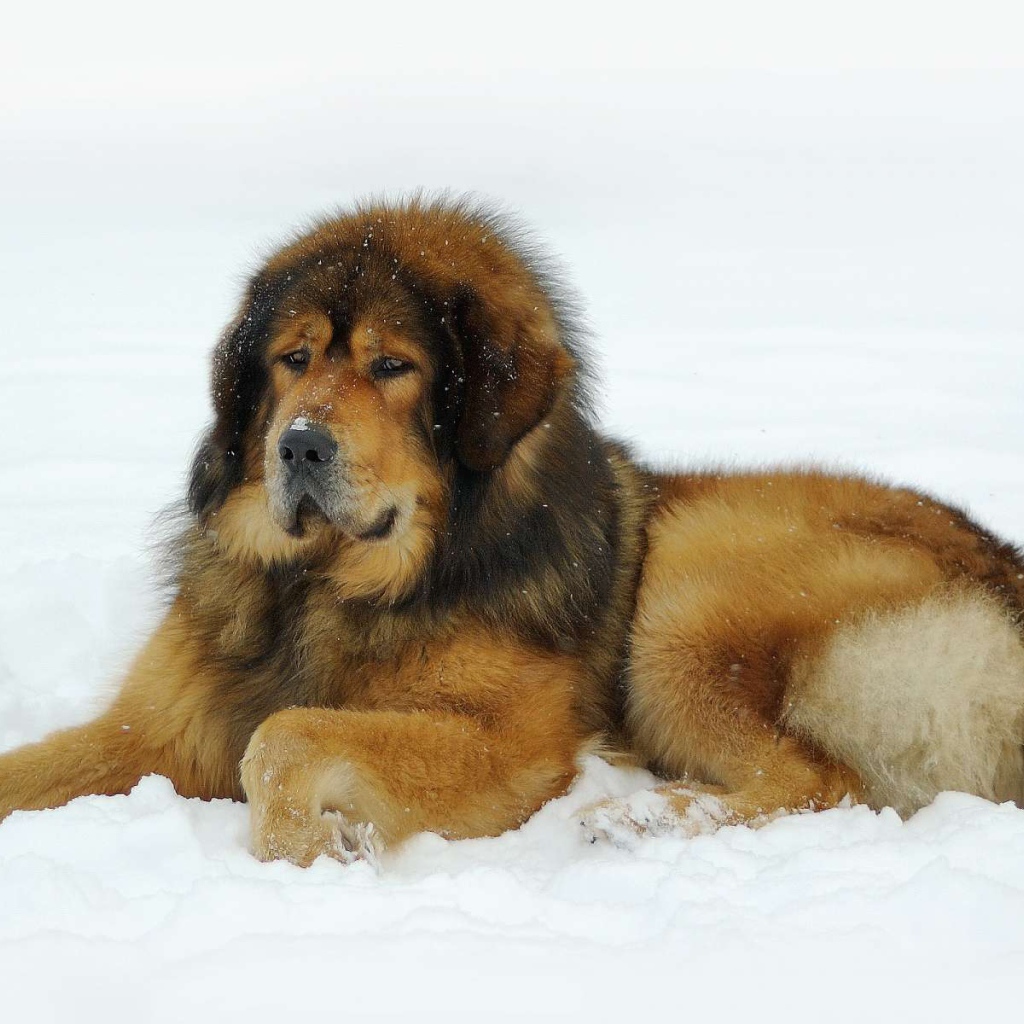 Тибетский мастиф лежит на снегу