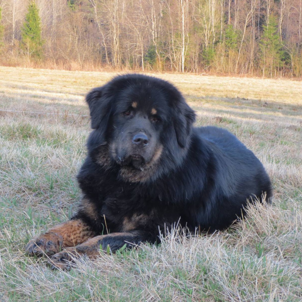 Тибетский мастиф на траве