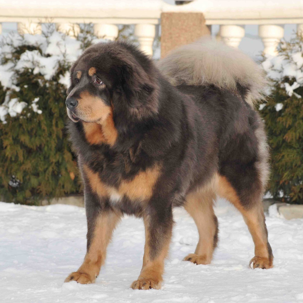 Тибетский мастиф на снегу