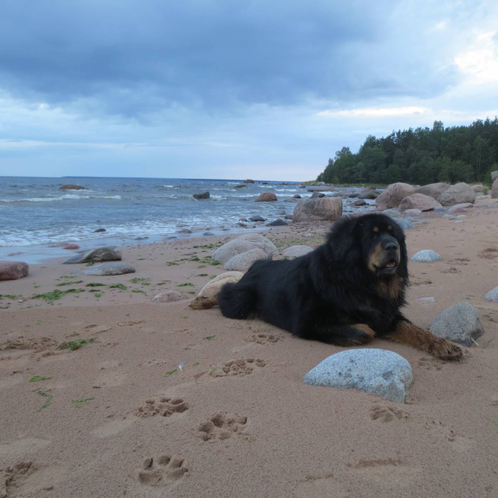 Тибетский мастиф на пляже