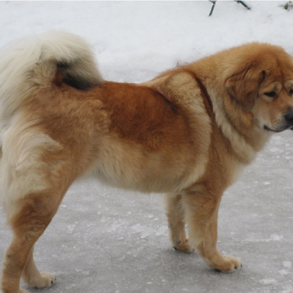 Тибетский мастиф на зимней улице