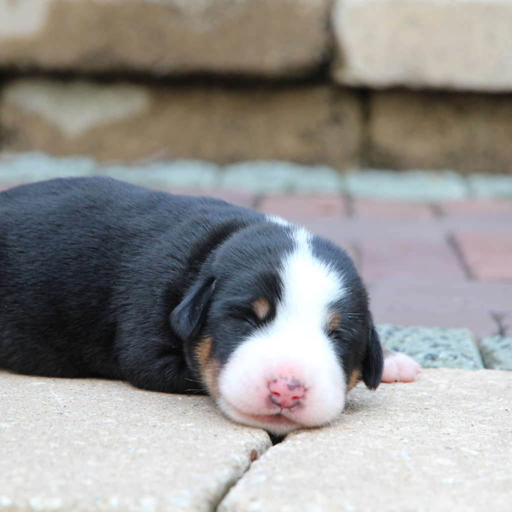 Крохотный щенок большого швейцарского зенненхунда