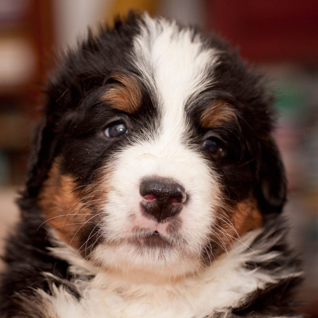 Крохотный щенок бернской пастушьей собаки